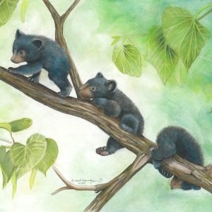Three black bear cubs climb a tree branch