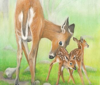 A doe whitetail deer gives her wobbly fawn a leg up