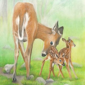 A doe whitetail deer gives her wobbly fawn a leg up