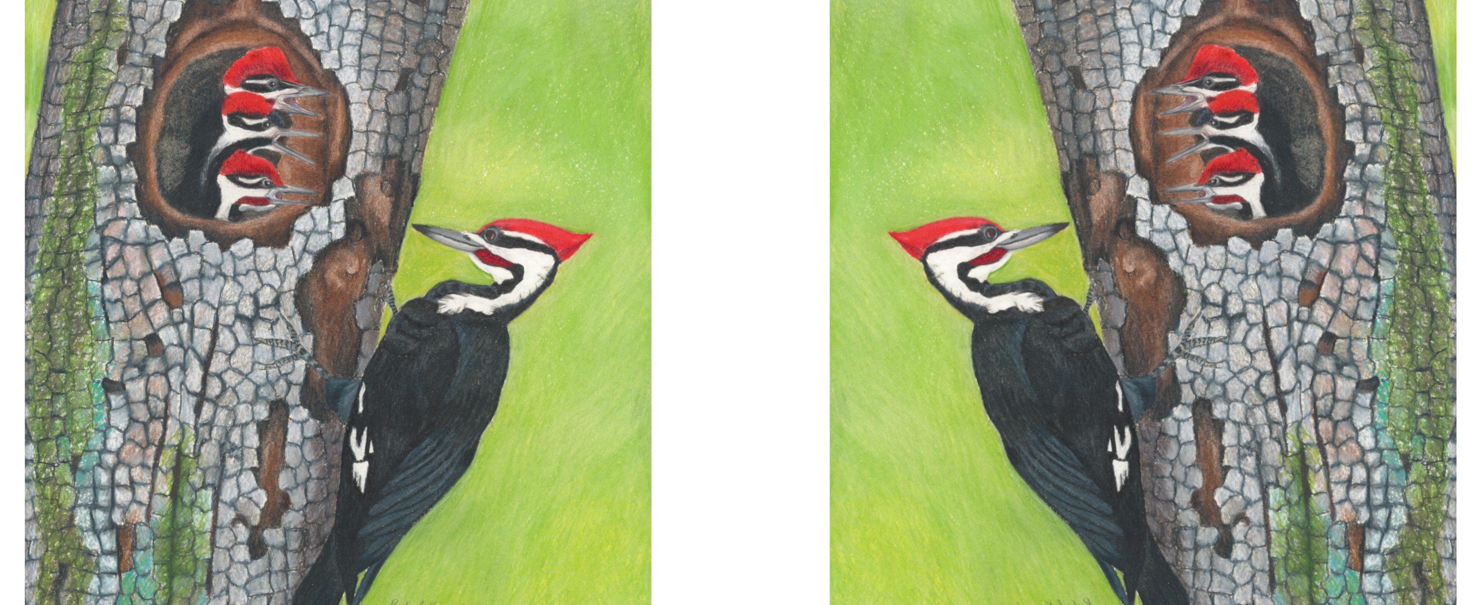 Pileated Woodpecker Mug - Image 3