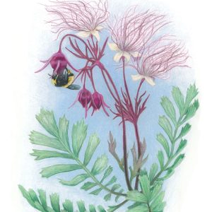 Prairie Smoke - Original