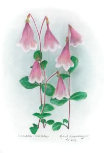 Twinflower/Linnaea borealis wildflowers