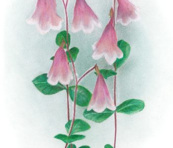 Twinflower/Linnaea borealis wildflowers