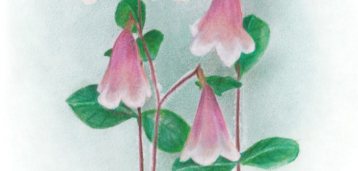 Twinflower/Linnaea borealis wildflowers