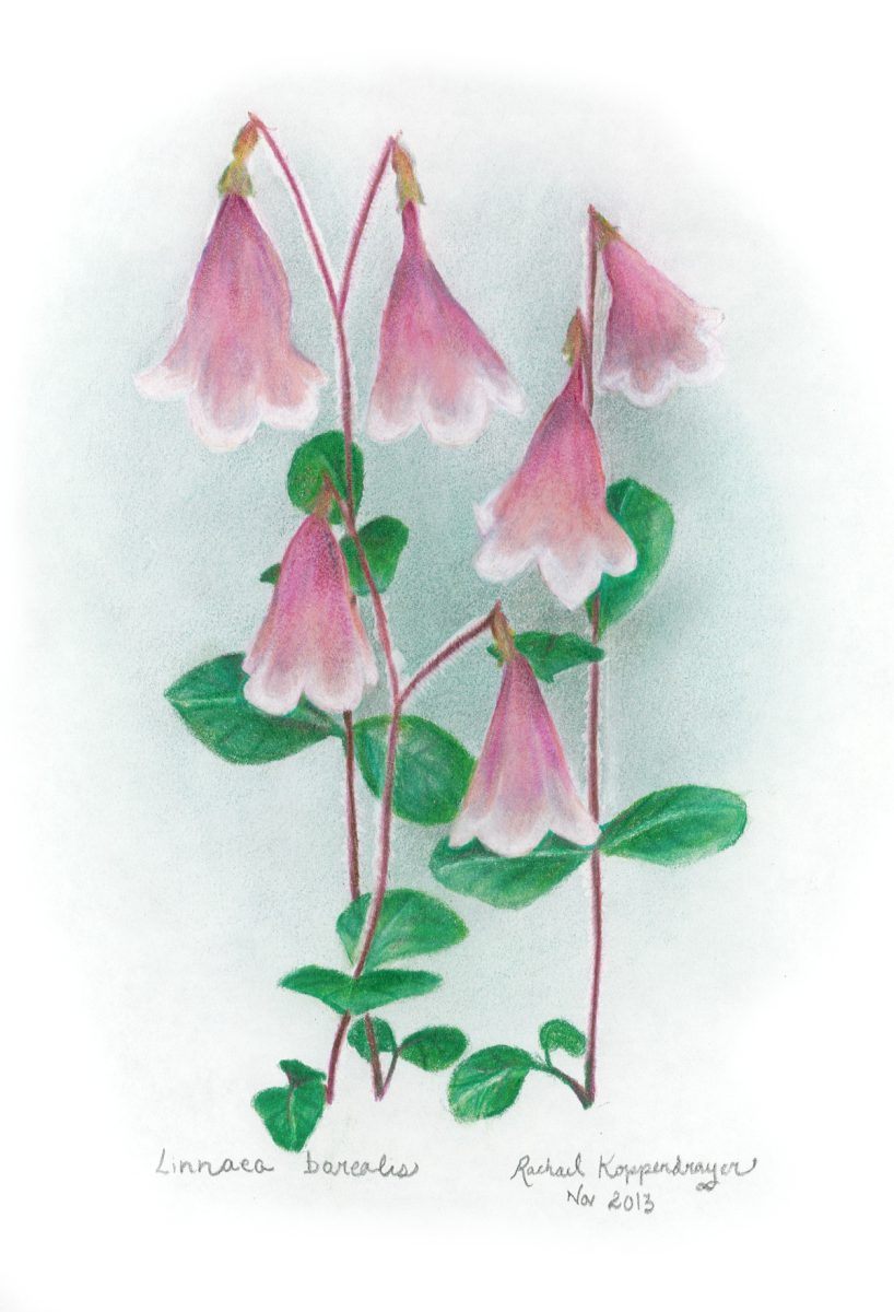 Twinflower/Linnaea borealis wildflowers