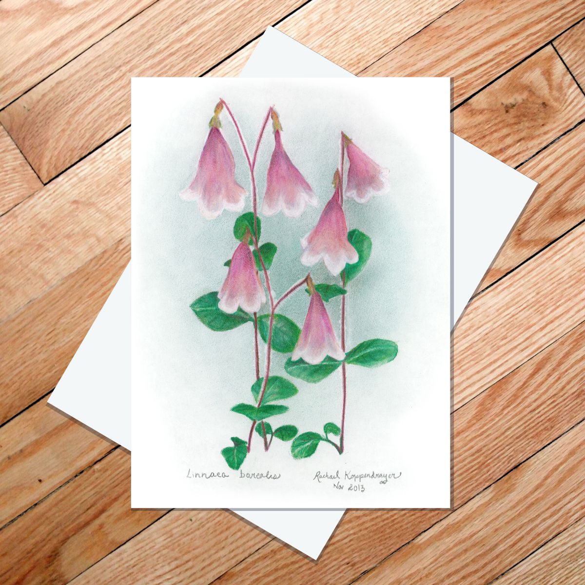 Greeting card of a colored pencil drawing of Twinflower, Linnaea borealis