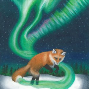 A red Finnish fox creates the Northern Lights as he chases his tail