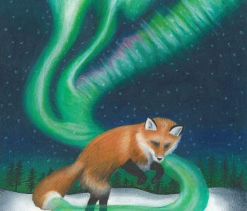 A red Finnish fox creates the Northern Lights as he chases his tail